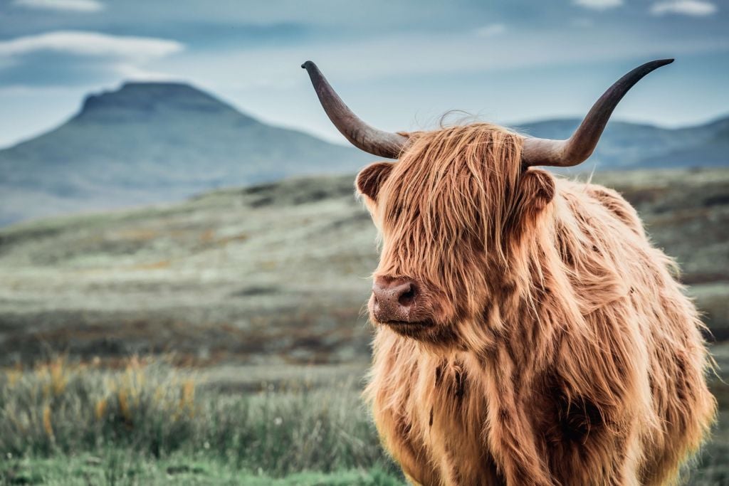 Una vaca escocesa en las colinas