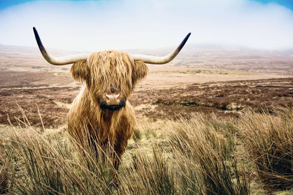 Vaca escocesa con juncos