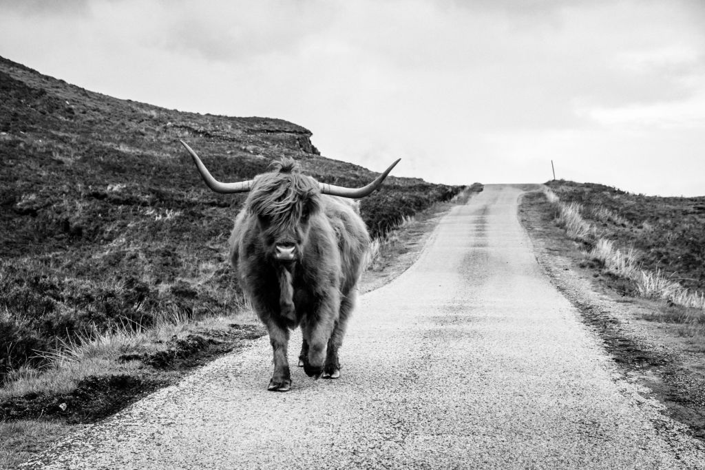 Vaca escocesa en una carretera