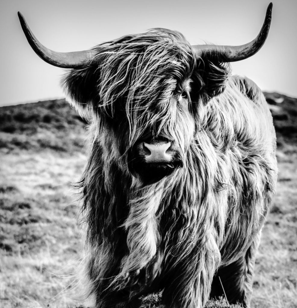 Vaca escocesa en blanco y negro