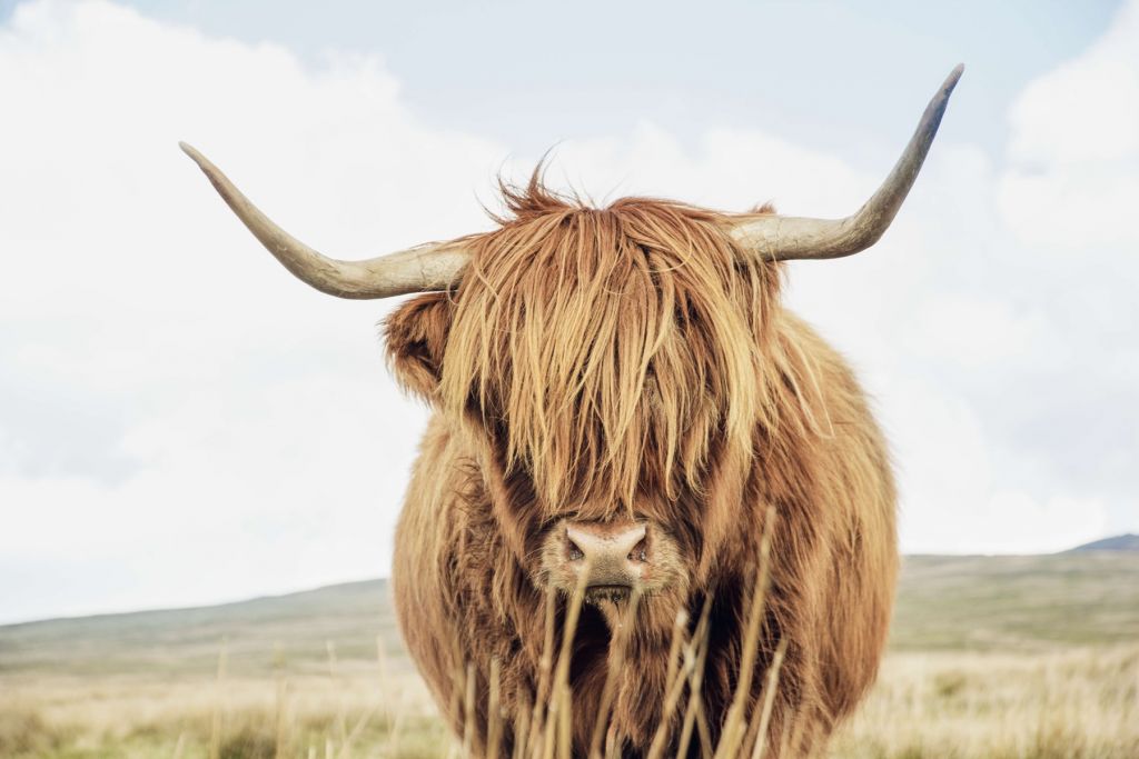 Primer plano de una vaca escocesa