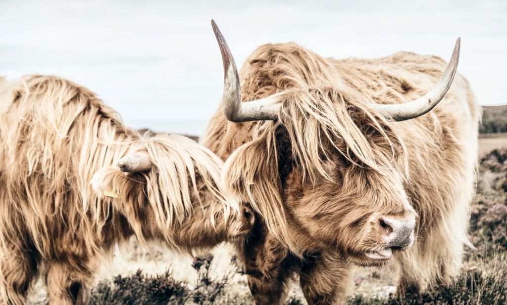 Dos vacas escocesas