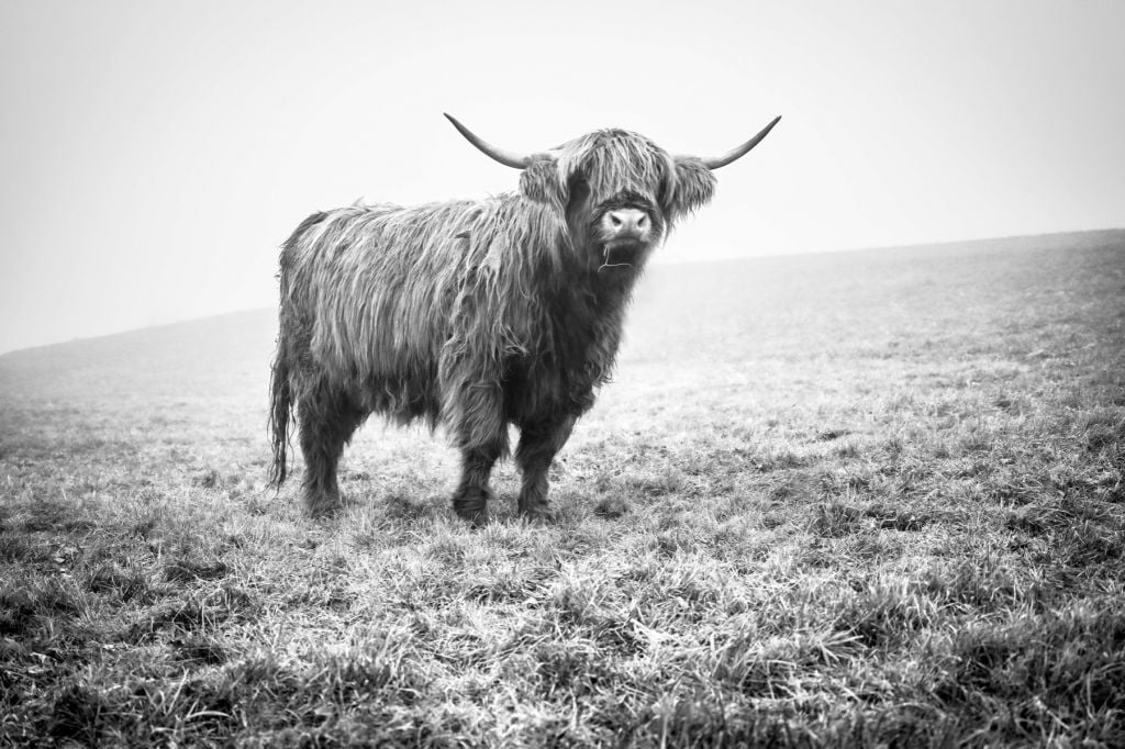 Vaca escocesa en la hierba