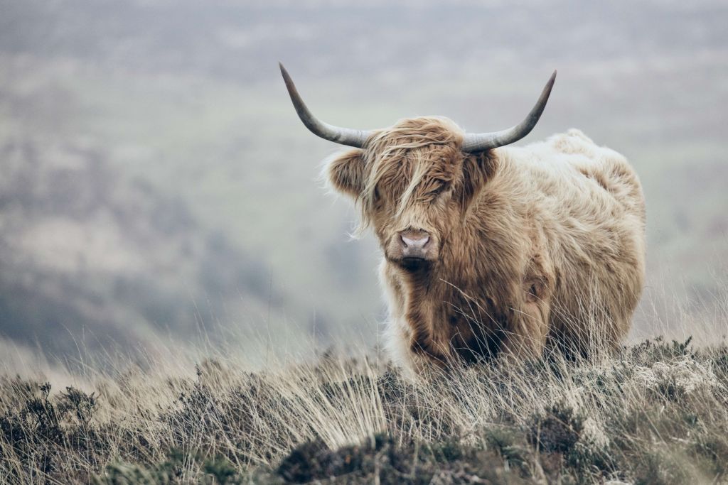 Una vaca escocesa en la naturaleza