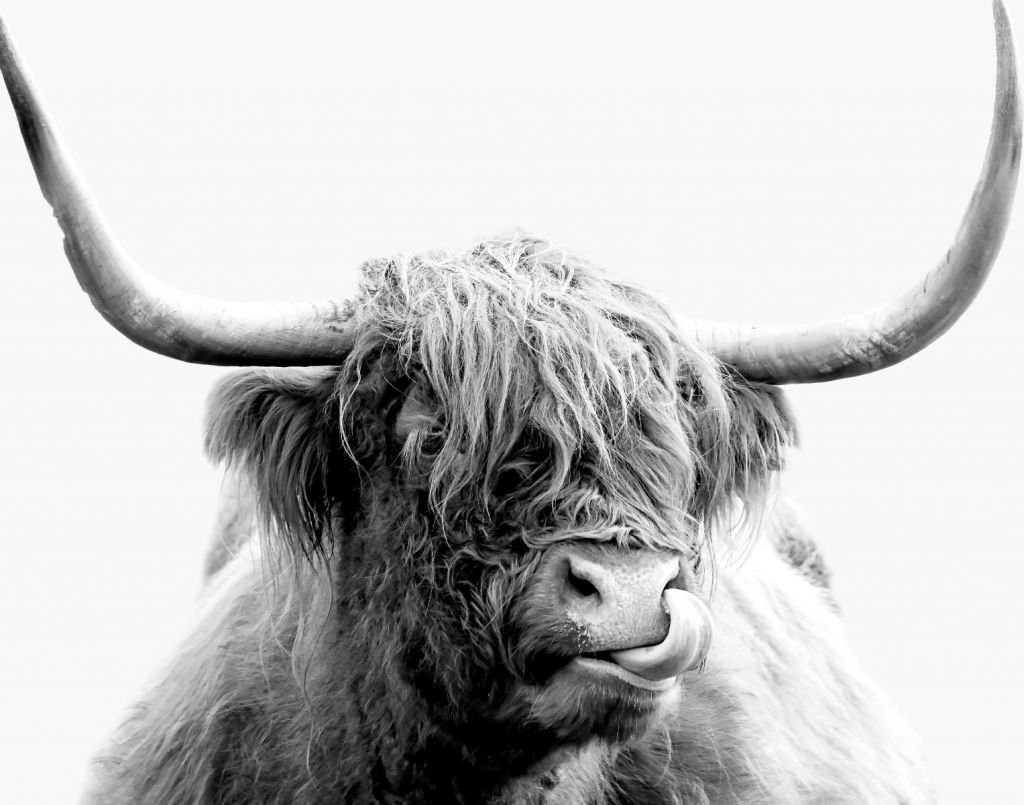 Divertida vaca escocesa