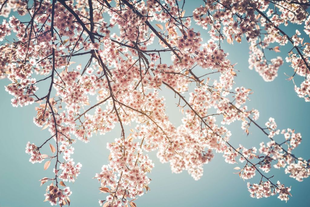 Flor de cerezo con cielo azul