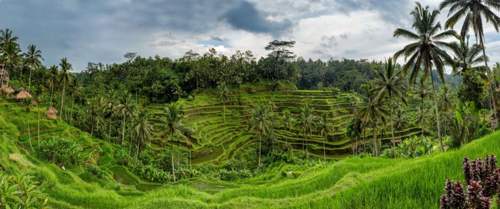 Campos de arroz tailandeses