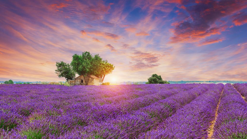 Campo de lavanda durante el amanecer