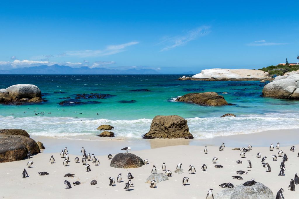 Playa con pingüinos