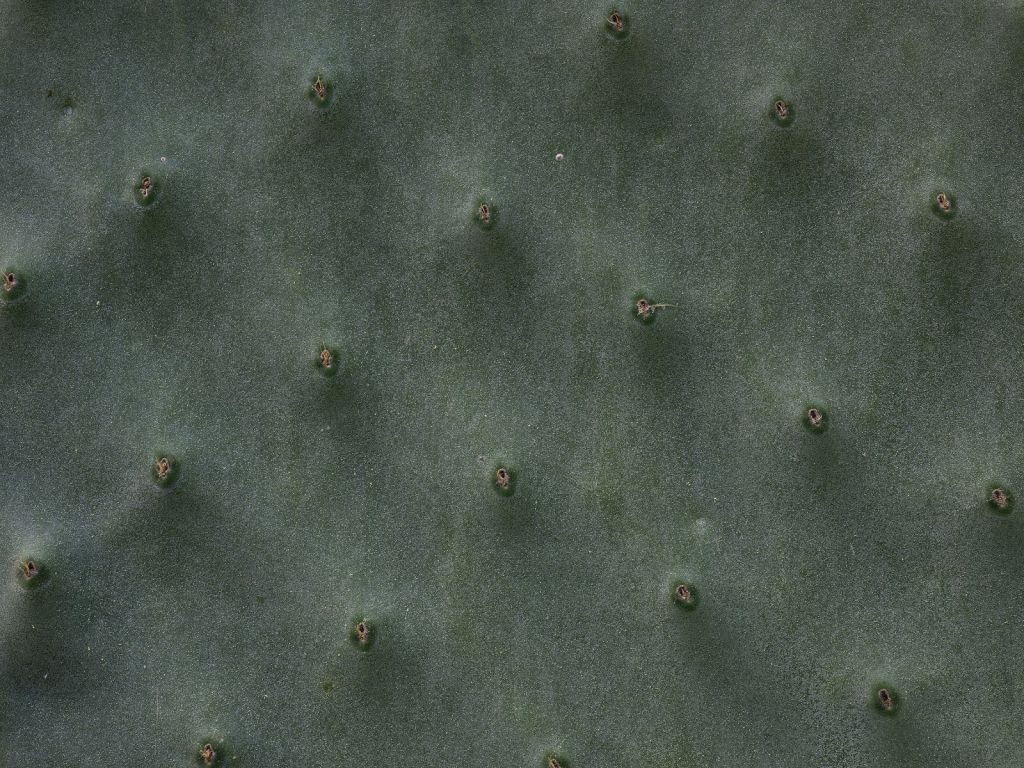 Primer plano de un cactus