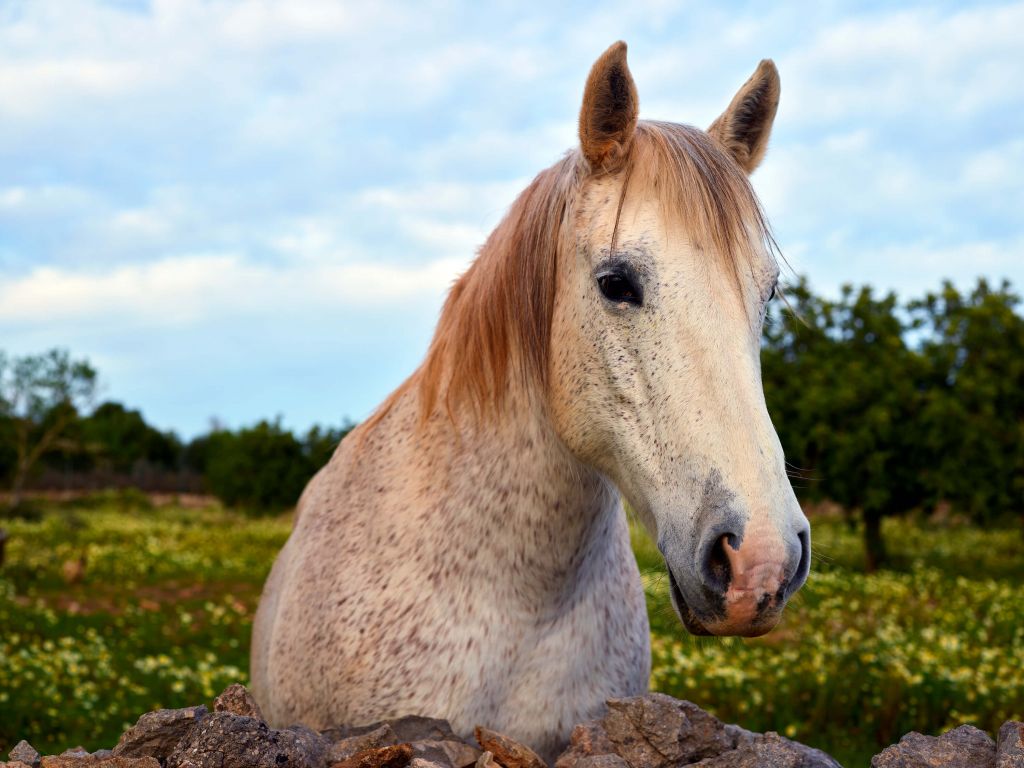 Caballo en un prado de flores