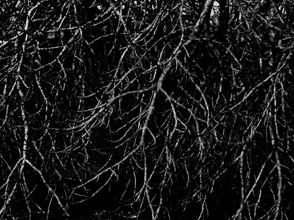 Ramas de árboles en blanco y negro