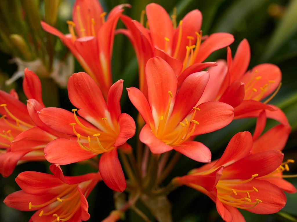 Flores en flor