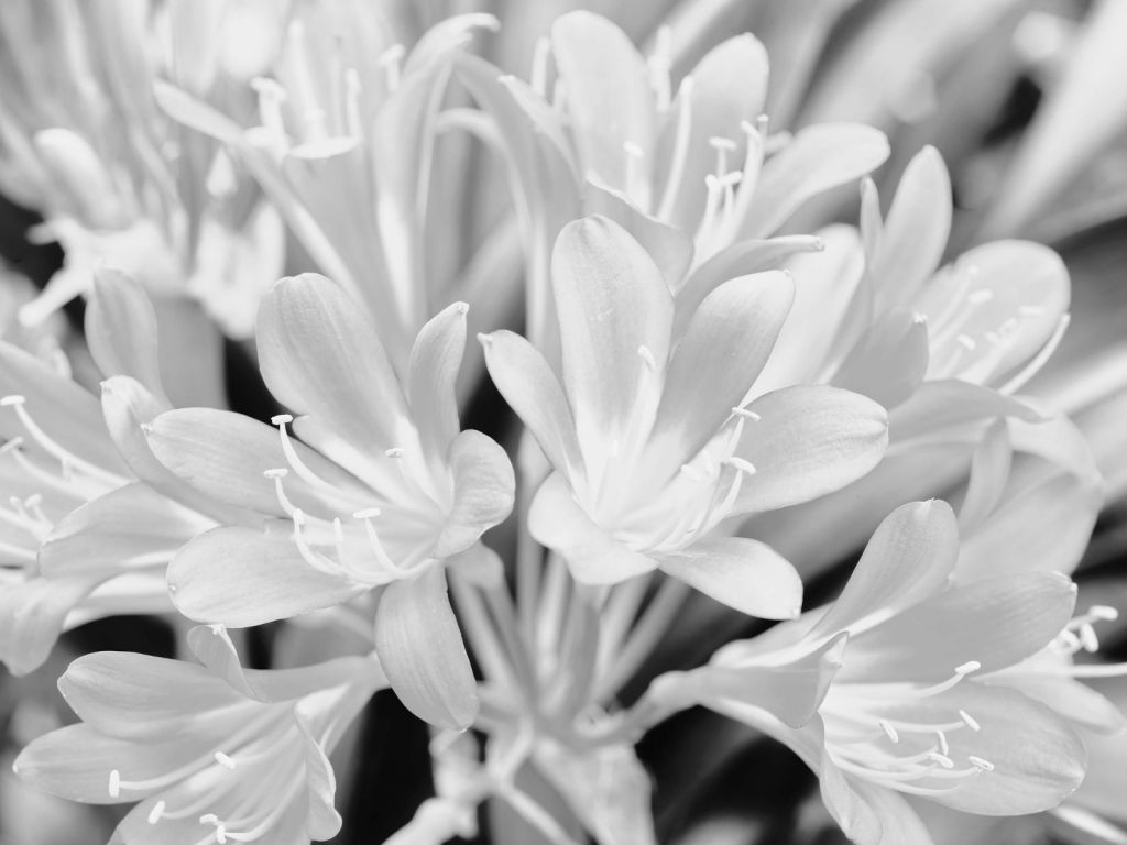 Flores en flor, en blanco y negro