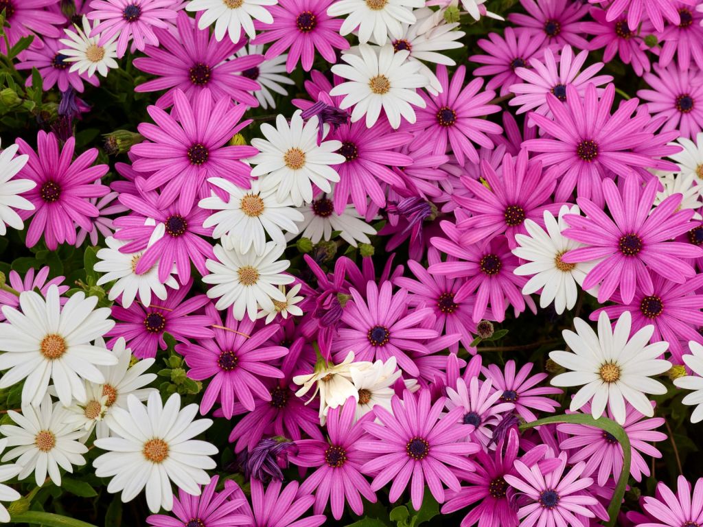 Mar de flores