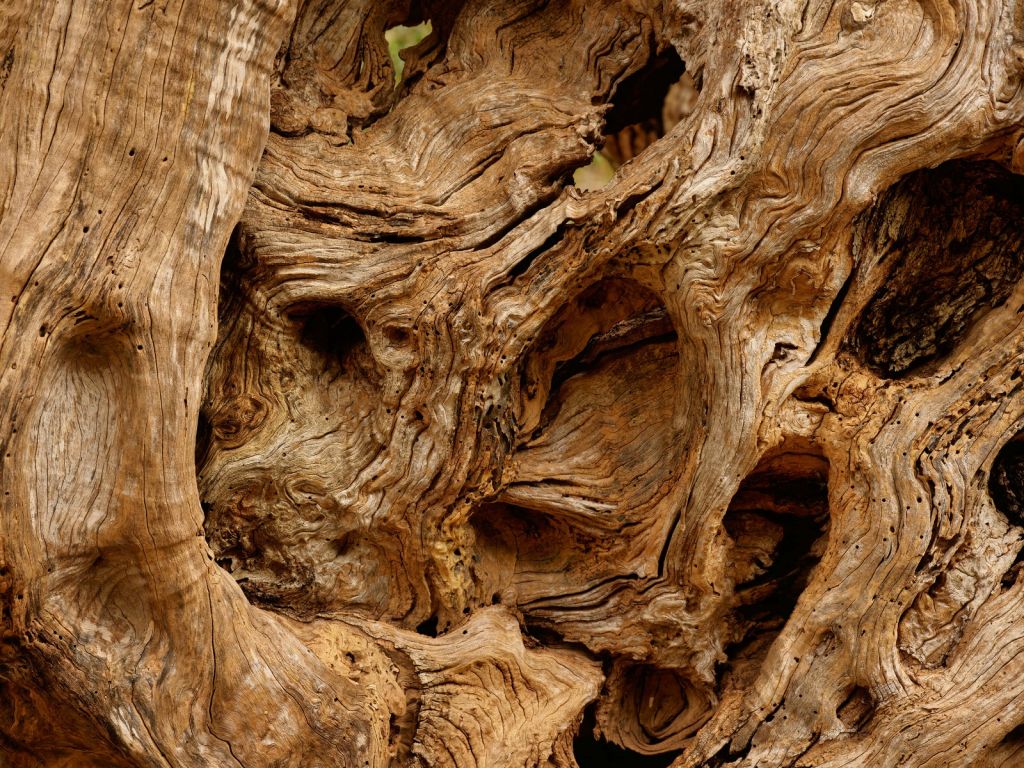 Primer plano de un árbol viejo