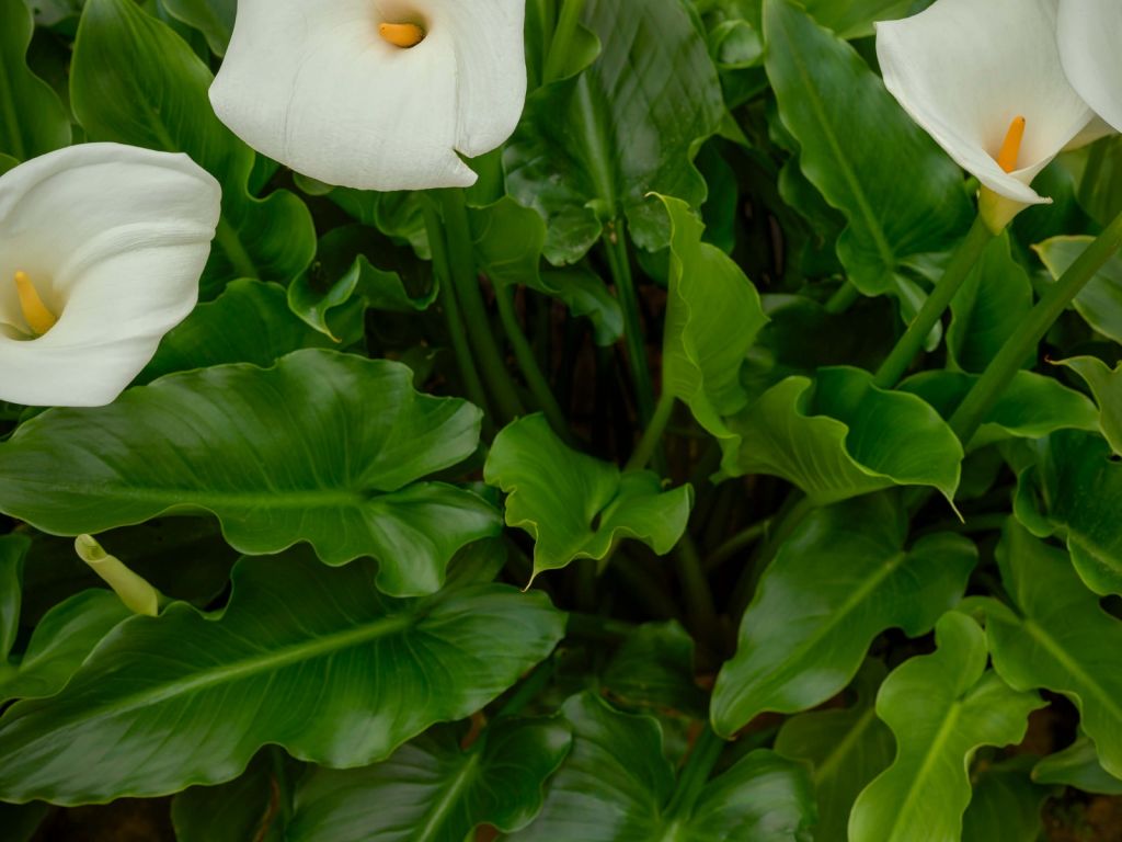 Flores de cáliz blanco