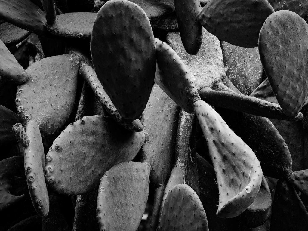 Cactus, blanco y negro
