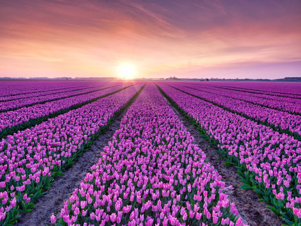 Tulipfield al amanecer