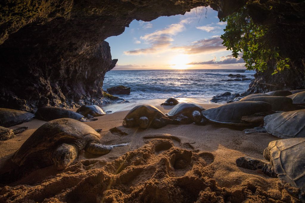 Tortugas en una cueva