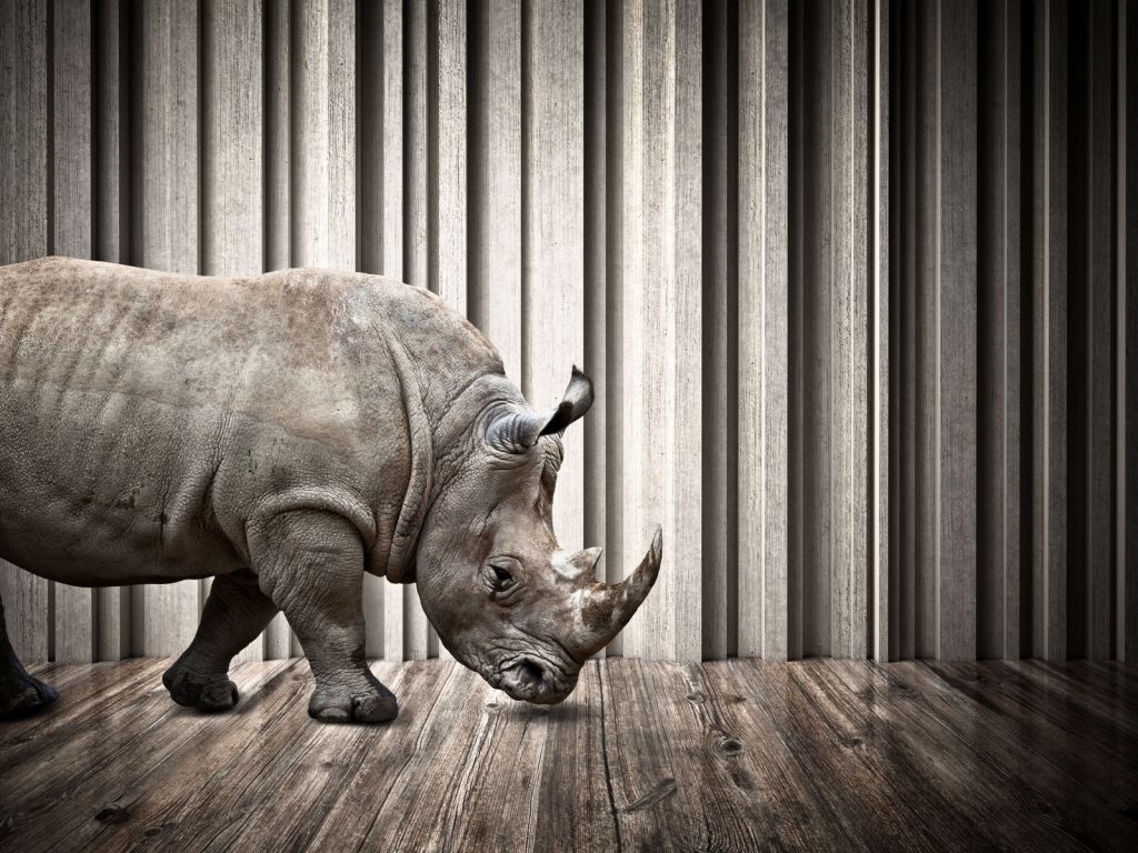 Rinoceronte en la sala