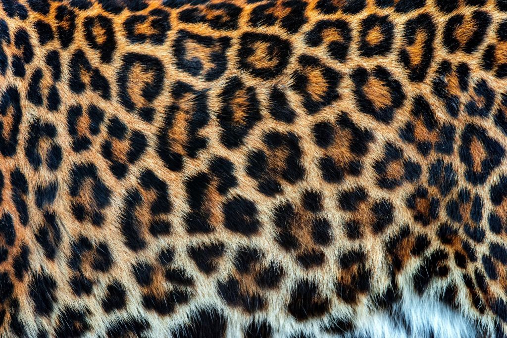Pelaje de leopardo