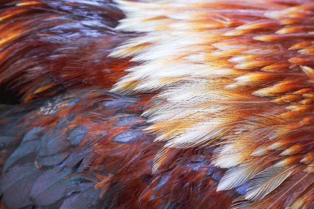 Plumas en primer plano