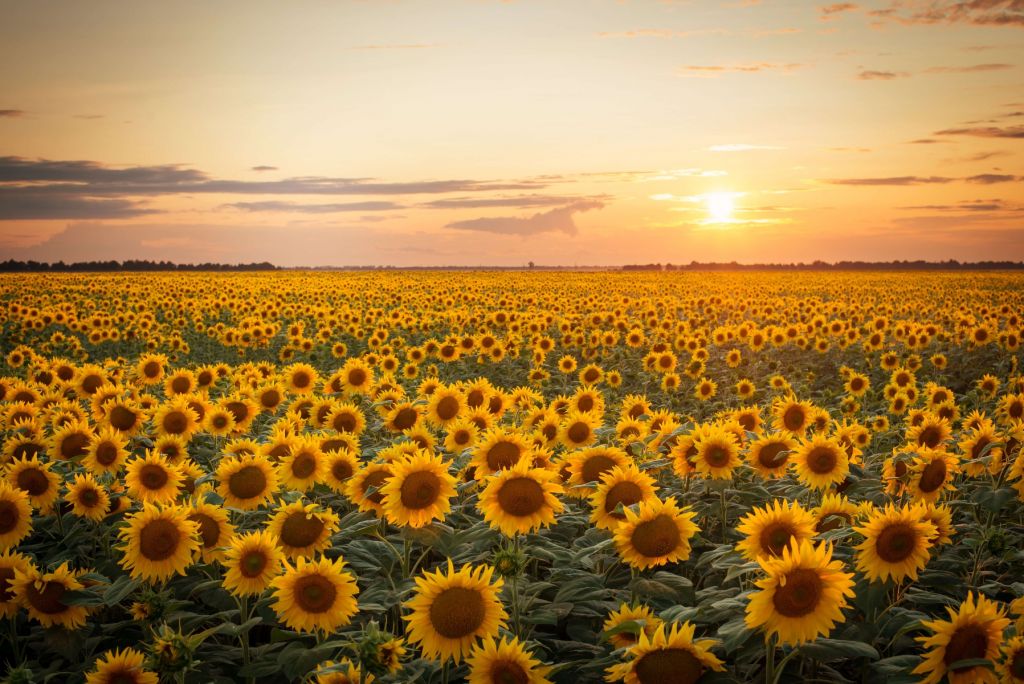 Campo de girasoles con puesta de sol