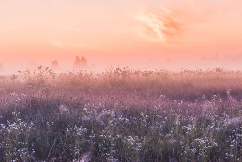 Campo con niebla matinal