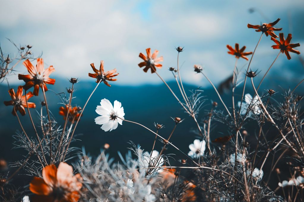 Flores de mirasol en el campo