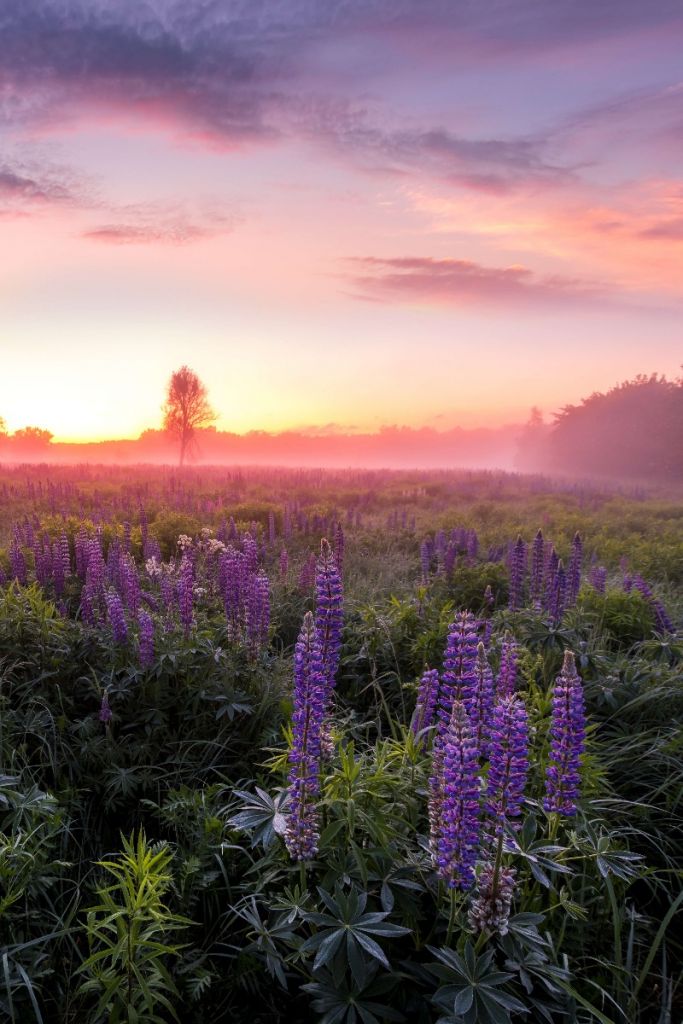 Lupinos en flor