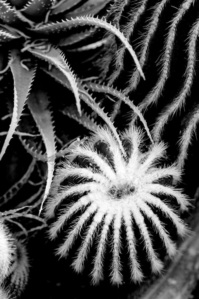 Cactus blanco y negro