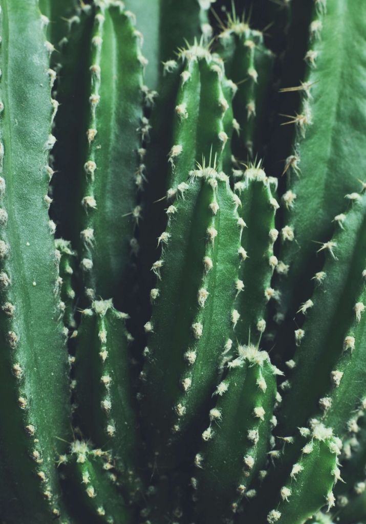 Primer plano de un cactus verde