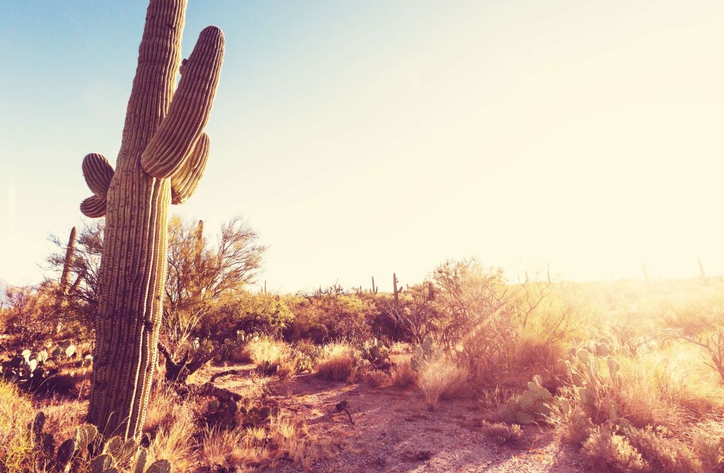 Cactus en el desierto