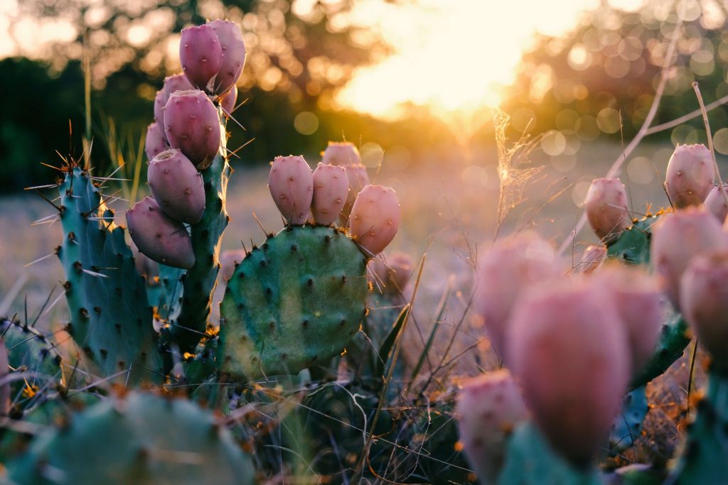 Cactus con flores