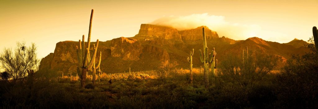 Desierto con cactus