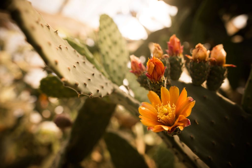 Flores de cactus anaranjadas