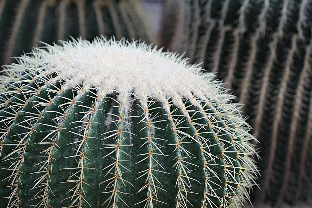 Cactus redondo
