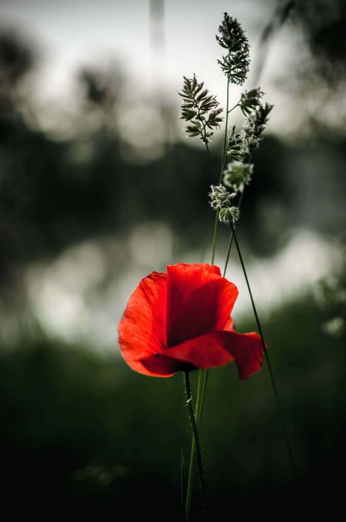 Amapola roja con hierba