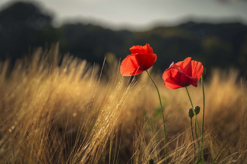 Amapolas en un campo de trigo