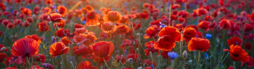 Amapolas y acianos