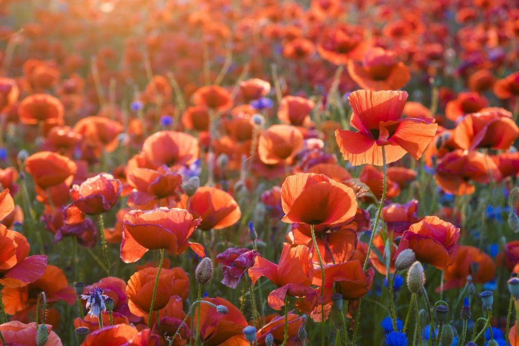 Amapolas a la luz del atardecer