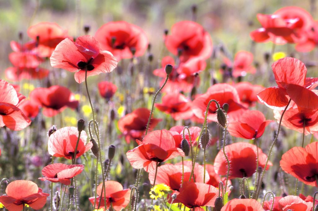 Amapolas con aspecto vintage