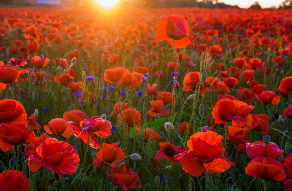 Amapolas con sol naciente