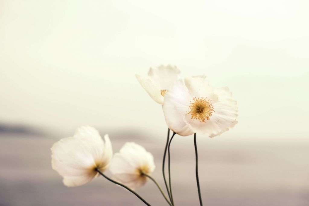 Primer plano de amapolas blancas