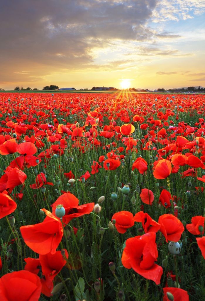 Amapolas con el sol poniente