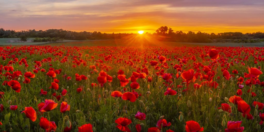 Campo de amapolas en flor