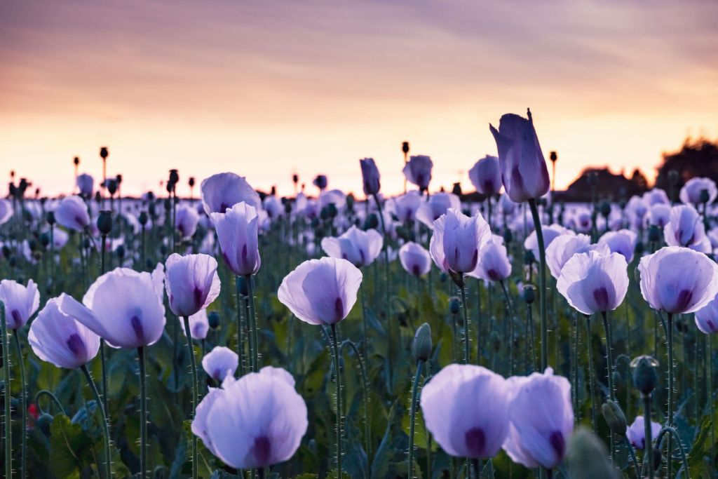 Amapolas lilas