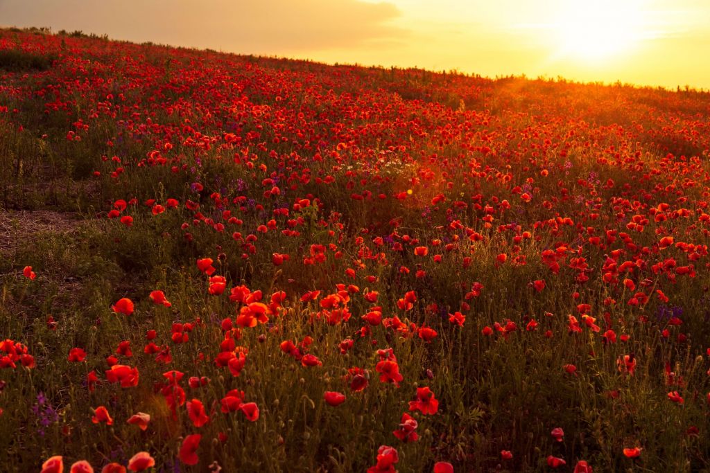 Amapolas en una colina