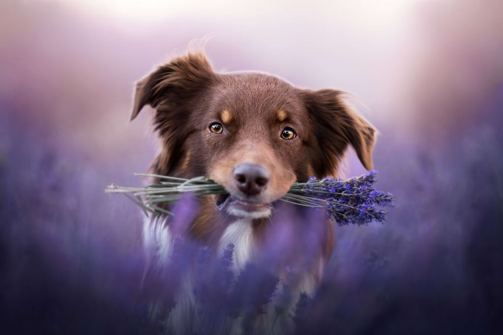 Perro con lavanda